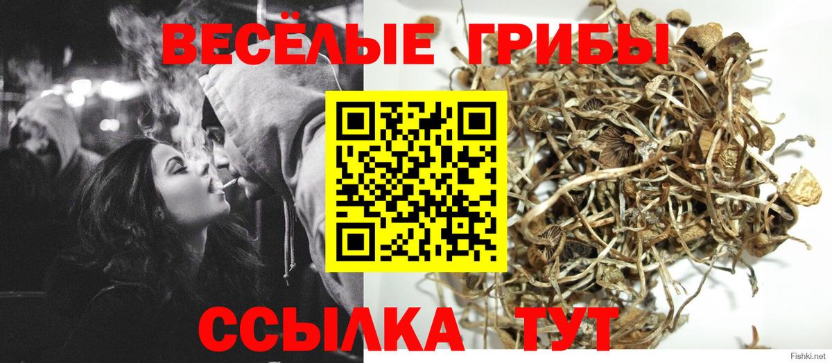 Псилоцибиновые грибы Psilocybe Луга